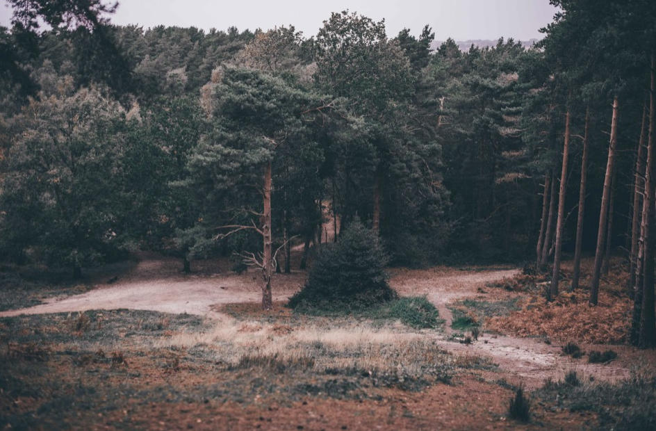 Pine woodland and heath with sandy tracks under a soft grey sky