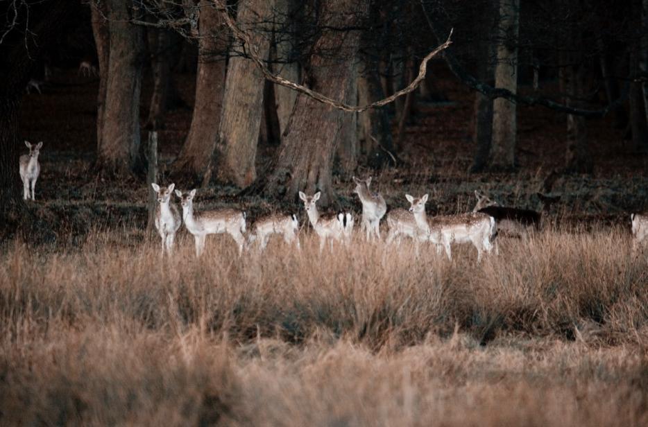 Fallow deer standing in long grass at the edge of woodland in a Sussex deer park