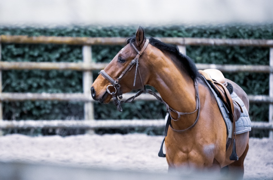 Bay horse in a bridle and saddle standing on a sand school beside a rail fence